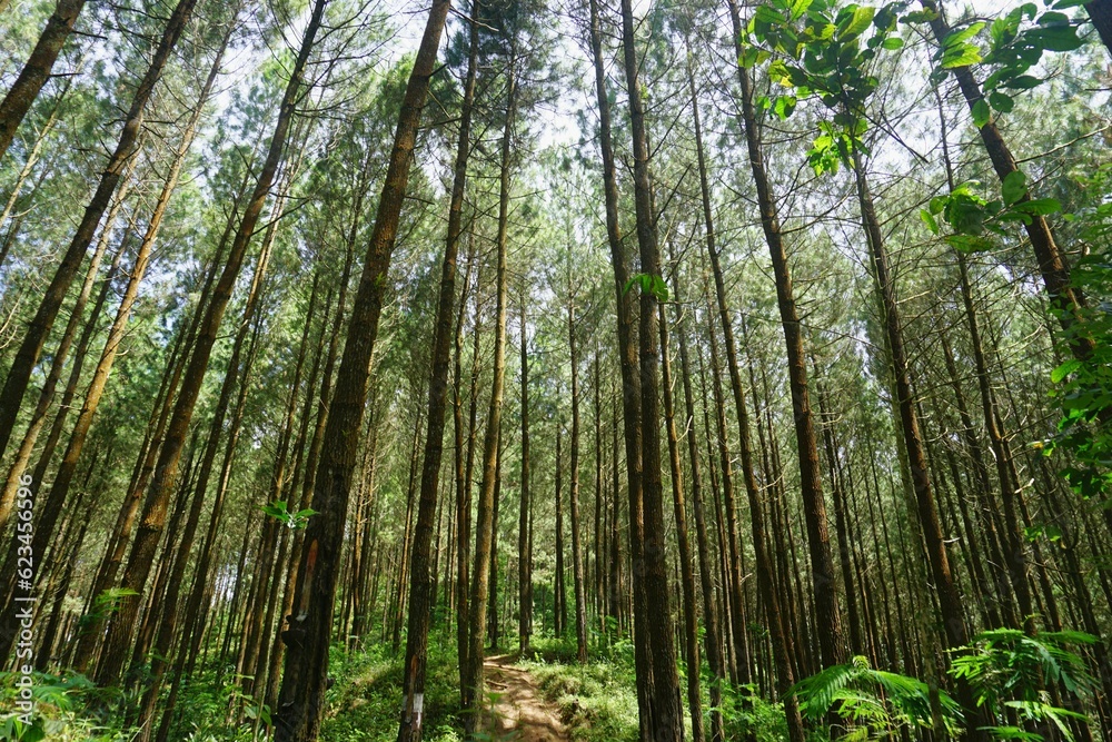 Indonesian Pine Tree Scenery on Sunny Day Indonesian Pine Tree Scenery on Sunny Day