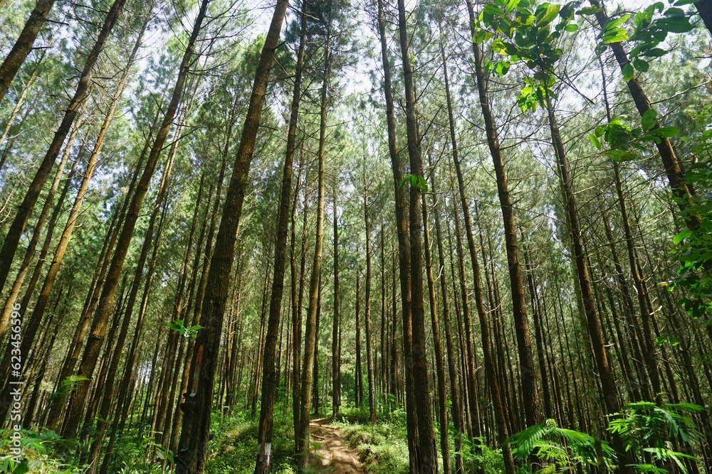 Indonesian Pine Tree Scenery on Sunny Day