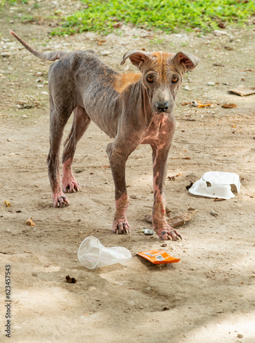 Stray dog with accute mange skin infection,Moalabol,Cebu,Philippines.