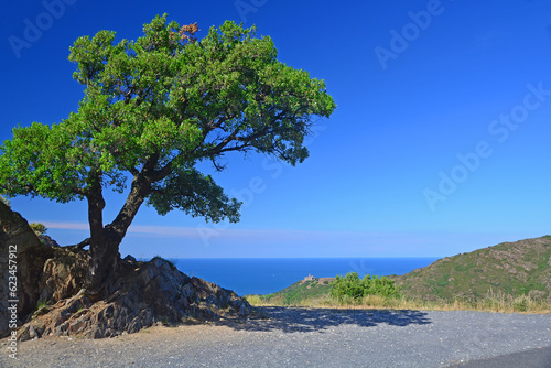 Oak Tree and the Sea