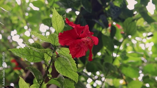 Hibiscus red flower isolated with green leaves at day from different angle photo