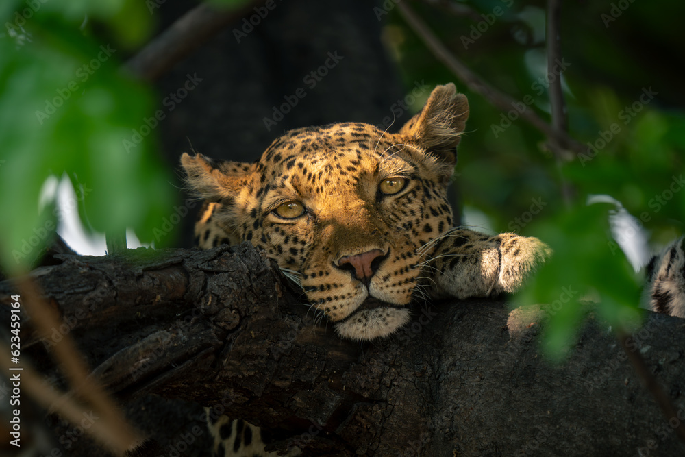 Close-up of leopard laying head on branch