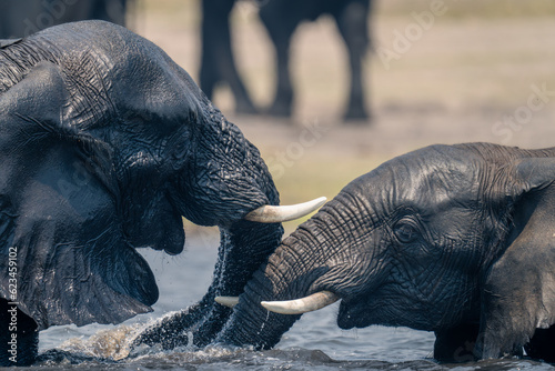 Photography Close-up of African elephants playing in water