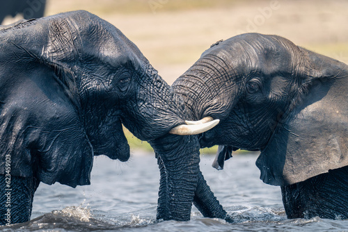 Canvas Print Close-up of African elephants playing in river