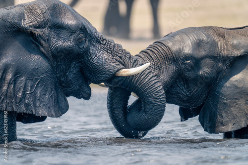 Close-up of African elephants wrestling in water photo