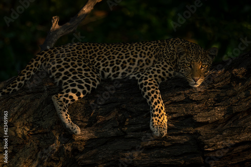 Close-up of leopard lying staring on branch