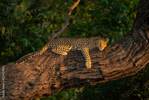 Close-up of leopard lying on sunlit trunk photo