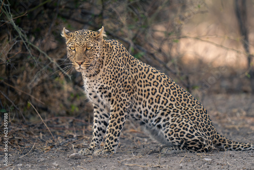 Close-up of leopard sitting on sandy ground