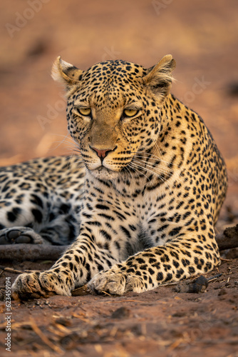 Close-up of leopard lying staring on sand