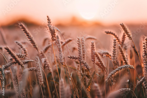 ears of wheat on the field,ears of wheat,ultrarealistic upclose minimalistic photo of wheat