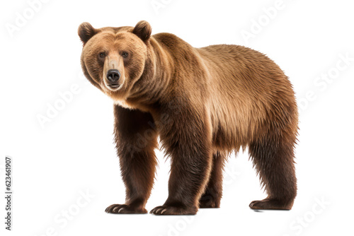 Brauner Bär isoliert auf transparentem Hintergrund © mikey
