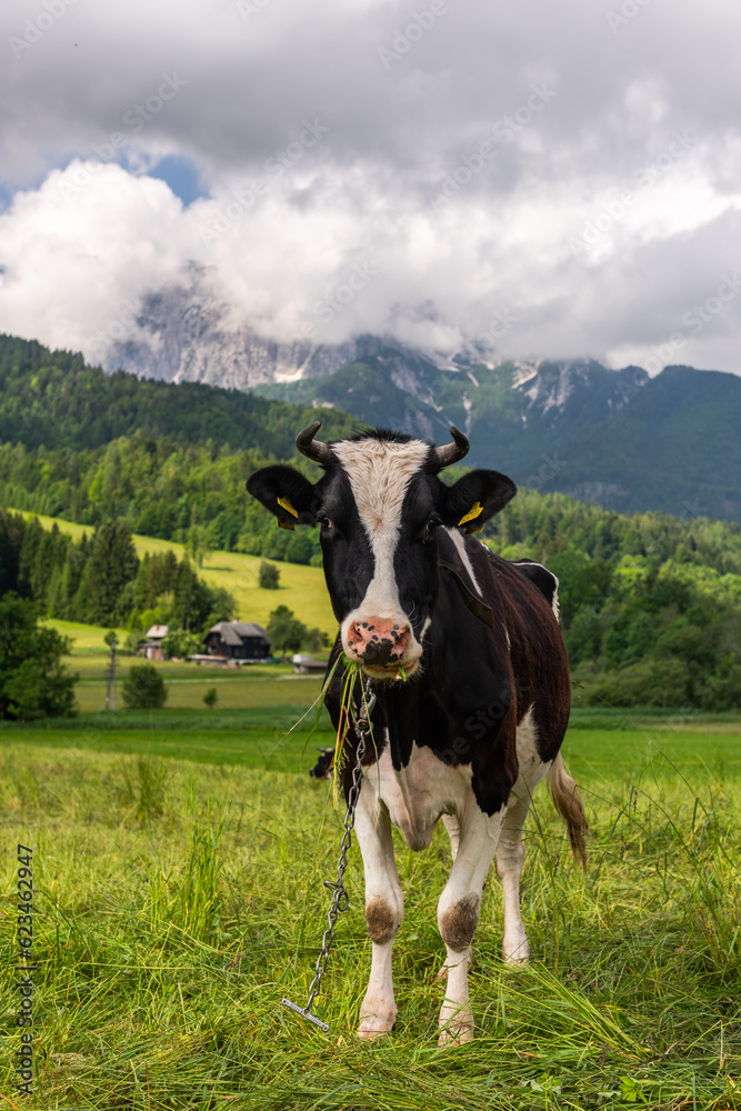 Cow grazing on lush green meadow full of summer flowers in alpine pasture Cow grazing on lush green meadow full of summer flowers in alpine pasture