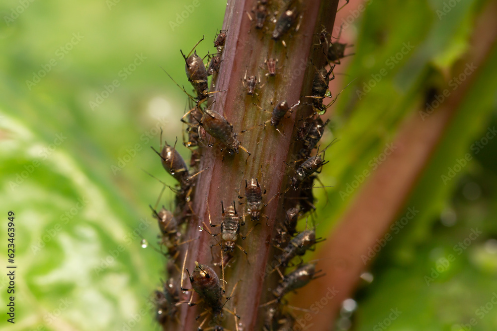 selective focus on tiny sap sucking aphid bugs, on green leafy vegetables selective focus on tiny sap sucking aphid bugs, on green leafy vegetables