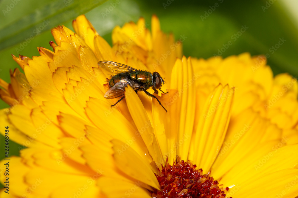 close-up of a housefly on an orange flower in the garden close-up of a housefly on an orange flower in the garden