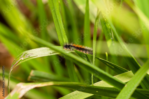closeup macro shot of Ocnogyna, a moth caterpillar 