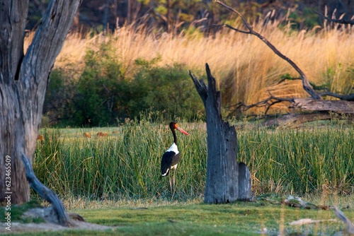  saddle billed stork in the grass in moremi park, botswana photo