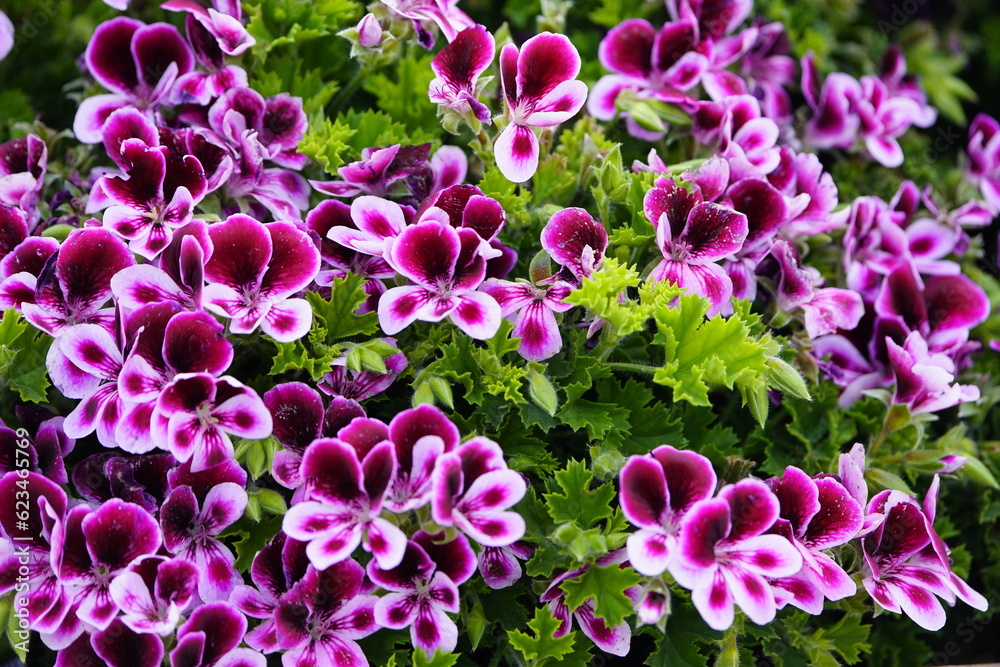 Fototapeta premium Pelargonium ,Angel Parfume, Geraniaceae family.