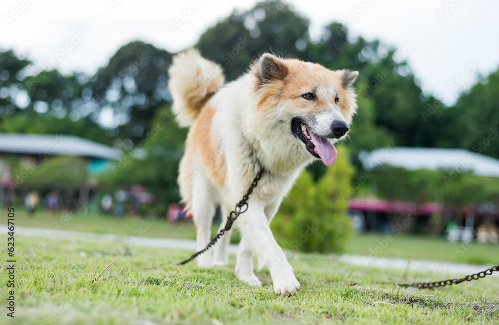 A cute fluffy Thai Bangkaew dog walks in a sunny summer park.