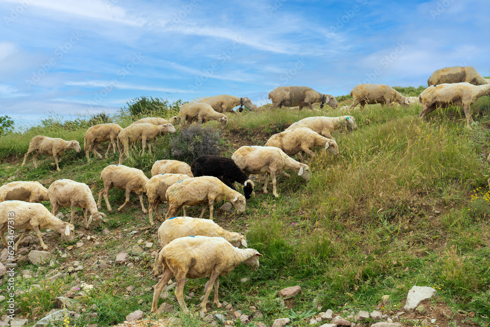 Obraz premium A black sheep in a white sheep is grazing. Black sheep.