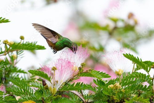 Copper-rumped hummingbird, Amazilia tobaci, feeding on a pink and white Mimosa flower in a Calliandra tree.