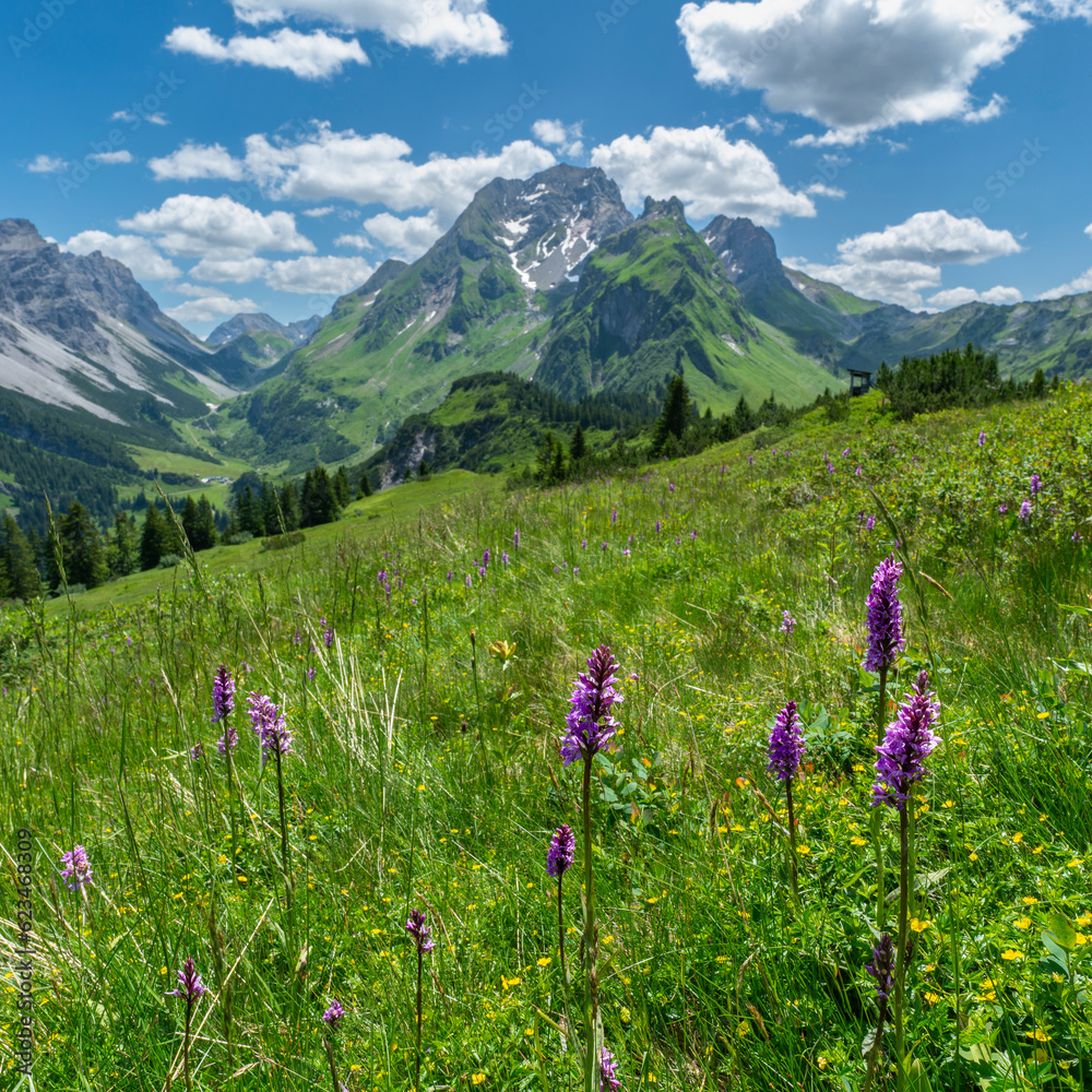 Alpenblumen auf bunten Wiesen und der Gipfel namens Rote Wand im großen Walsertal, mit felsigen Bergen, steilen, steinigen Hängen und Felsen auf der Alm, an einem sonnigen Sommertag in Vorarlberg