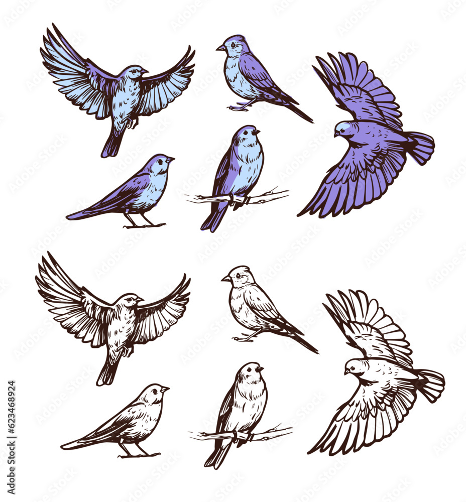 Flying birds Vector sketch illustration on transparent background