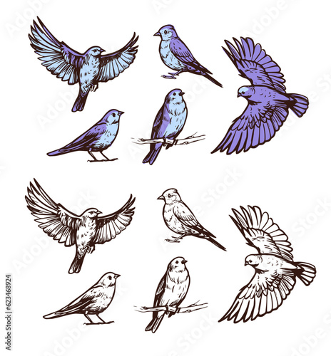 Flying birds. Vector sketch illustration on transparent background