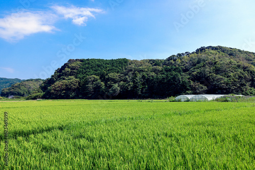 青空と一面に広がる夏の田んぼの青々とした稲穂 © ToYoPHoTo