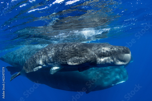 Fototapeta Naklejka Na Ścianę i Meble -  A newborn baby sperm whale swims surrounded by his family