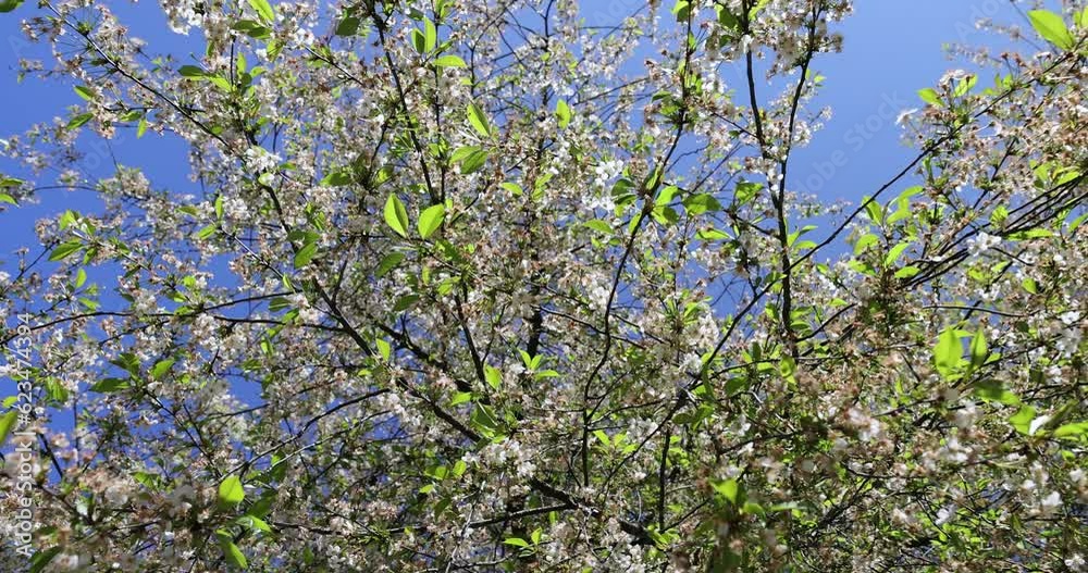 cherry tree at the end of flowering with fallen and sluggish flowers against the sky, faded cherry in the spring season cherry tree at the end of flowering with fallen and sluggish flowers against the sky, faded cherry in the spring season