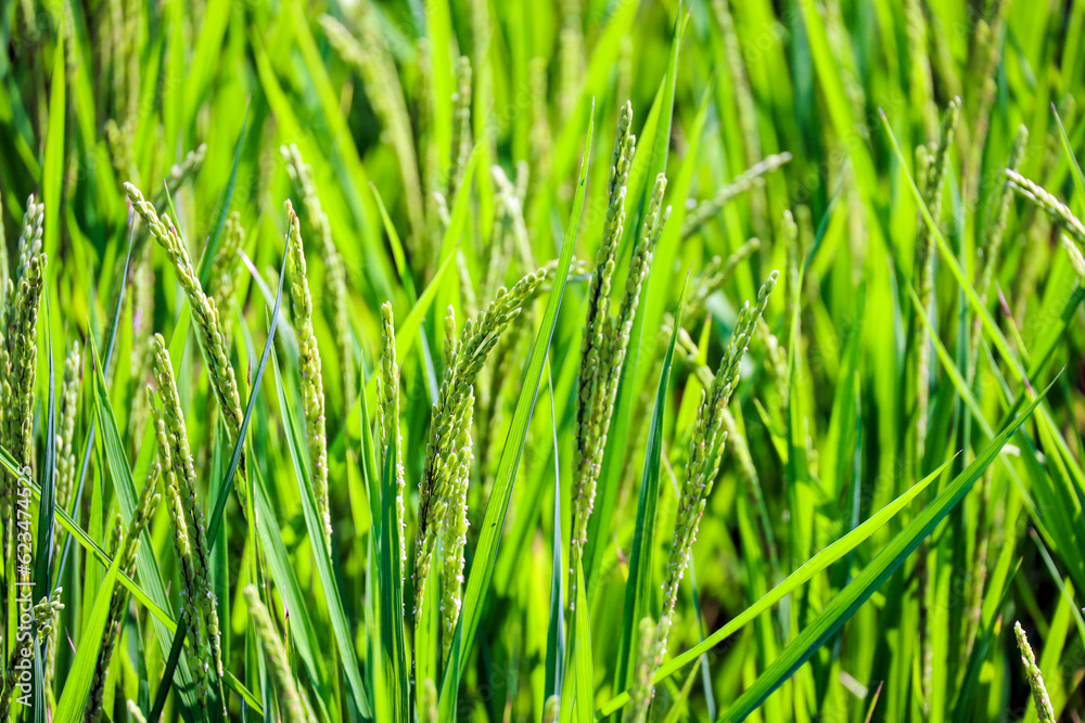 夏の田んぼに生い茂る緑の稲穂のアップ