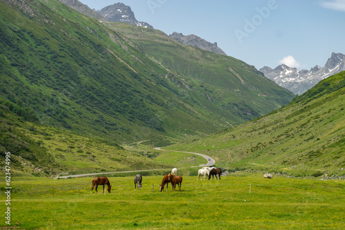 Pferde weiden im Hochtal bei der Bielerhöhe, Pferd auf blumenübersäter Wiese im Gebirge, steile Berge im Hintergrund, altes Gletschertal in Österreich © Dieter