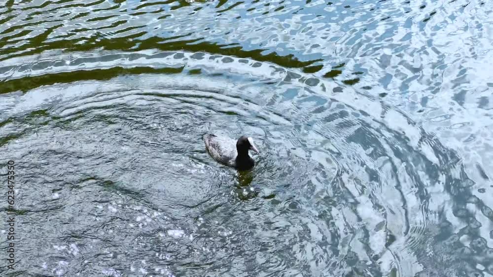 A wild duck attacks another duck. Ducks have fun and play. Duck Coot A wild duck attacks another duck. Ducks have fun and play. Duck Coot