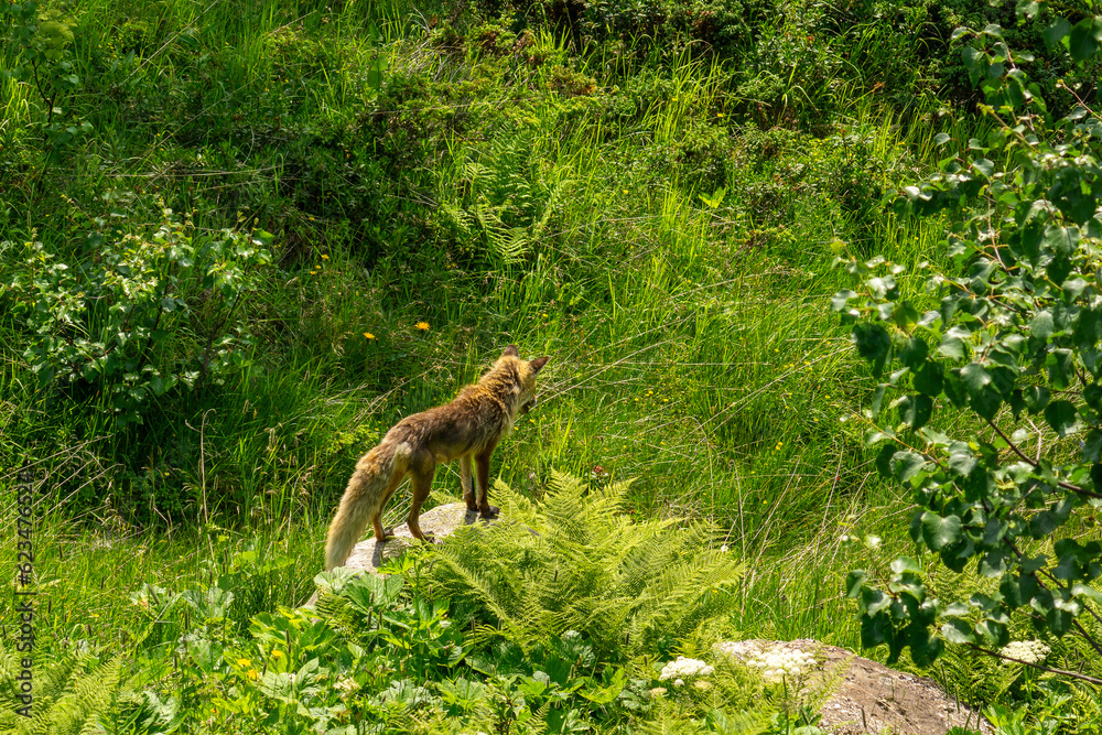 Wilder Fuchs in der Sommerhitze, sucht einen Weg durch das Gebüsch! Fuchs auf einem Stein am alpinen Steilhang, bedeckt mit Blumen, Gras und Büschen. Wilder Fuchs in der Sommerhitze, sucht einen Weg durch das Gebüsch! Fuchs auf einem Stein am alpinen Steilhang, bedeckt mit Blumen, Gras und Büschen.
