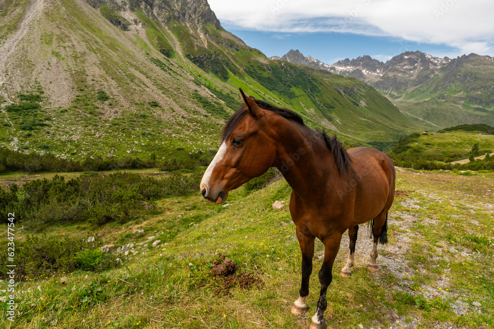 Pferde weiden im Hochtal bei der Bielerhöhe, Pferd auf blumenübersäter Wiese im Gebirge, steile Berge im Hintergrund, altes Gletschertal in Österreich