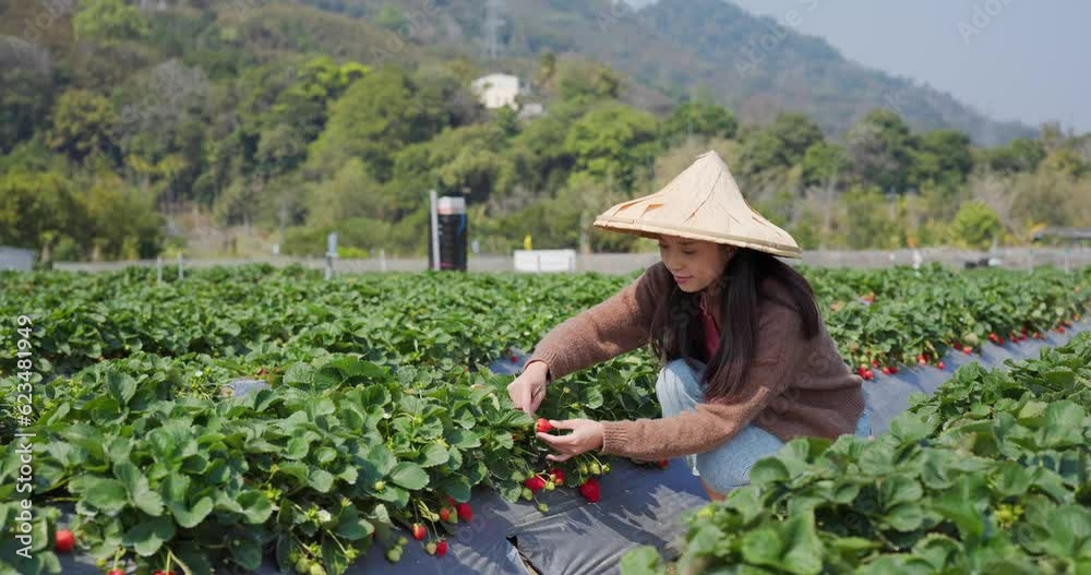 Woman pick strawberry in the field Woman pick strawberry in the field