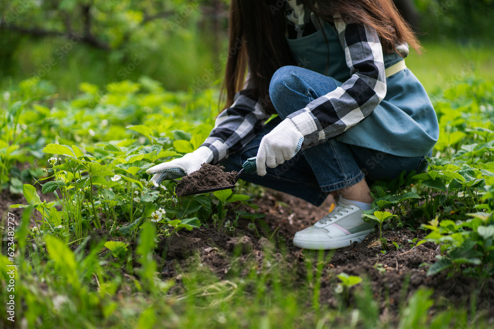 woman uisng a shovel to make a new bed in garden for a flower woman uisng a shovel to make a new bed in garden for a flower