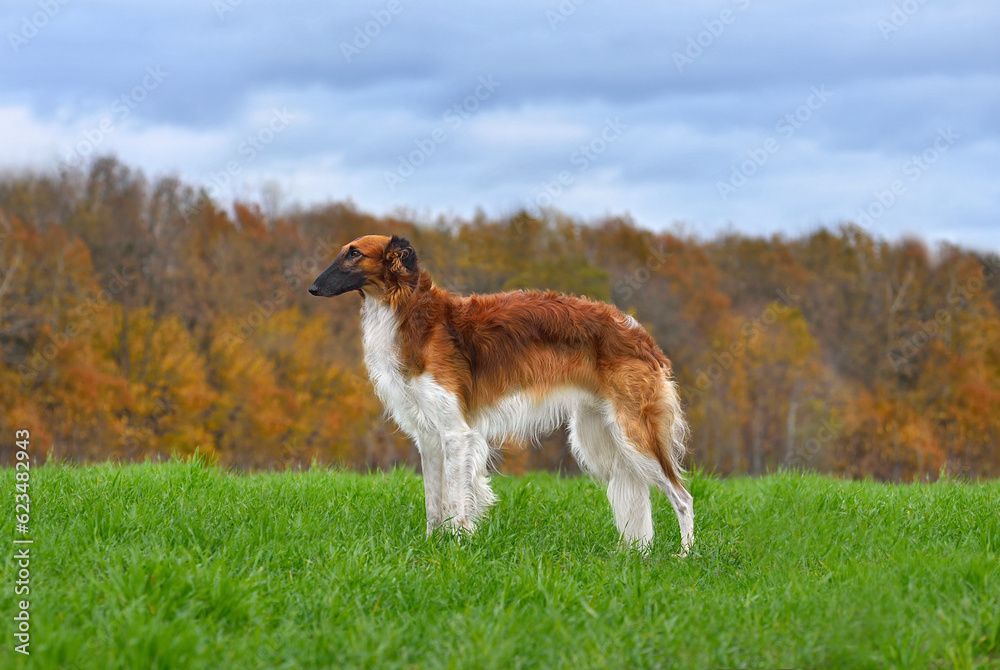 Standing red beautiful russian borzoi dog Standing red beautiful russian borzoi dog