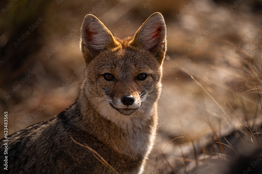 Fox - close-up portrait with bokeh of meadow in the background. Making eye contact. Fox - close-up portrait with bokeh of meadow in the background. Making eye contact.