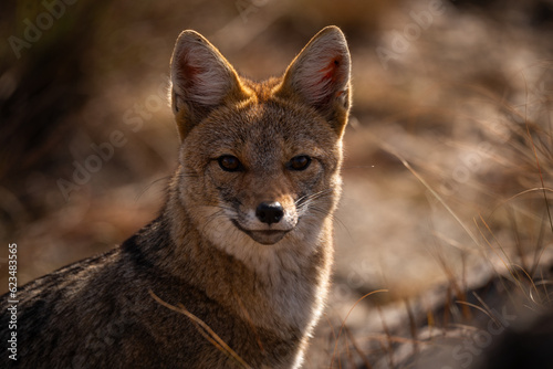 Fox - close-up portrait with bokeh of meadow in the background. Making eye contact.