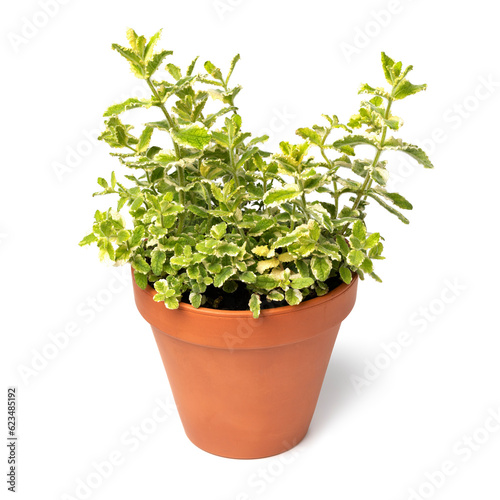 Ceramic plant pot with an apple mint plant isolated on white background
