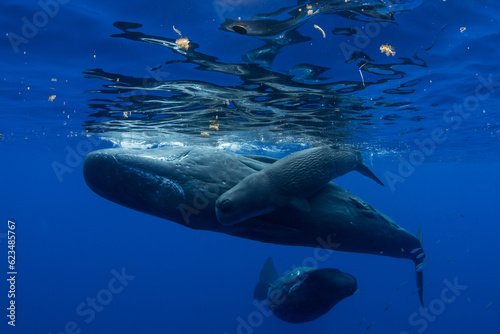 A newborn baby sperm whale swims surrounded by his family