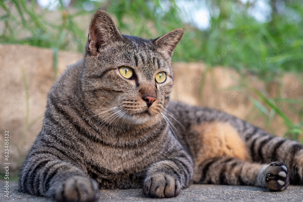 Cute female cat sitting on concrete floor
