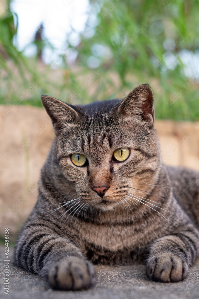 Cute female cat sitting on concrete floor