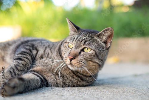 Fototapeta Naklejka Na Ścianę i Meble -  Cute female cat sitting on concrete floor
