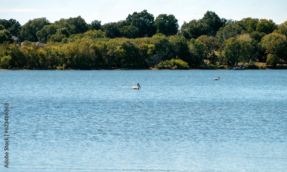 Two pelicans swim in Oklahoma