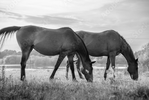 Atmospheric horse photograph, black and white, beautiful horses in a field, dream like heavenly photo	