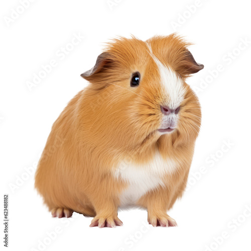 Guinea pig isolated. Illustration AI Generative.