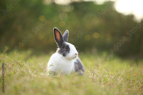 Adult rabbit in green field in spring. Lovely bunny has fun in fresh garden. Adorable rabbit plays and is relax in nature green grass.