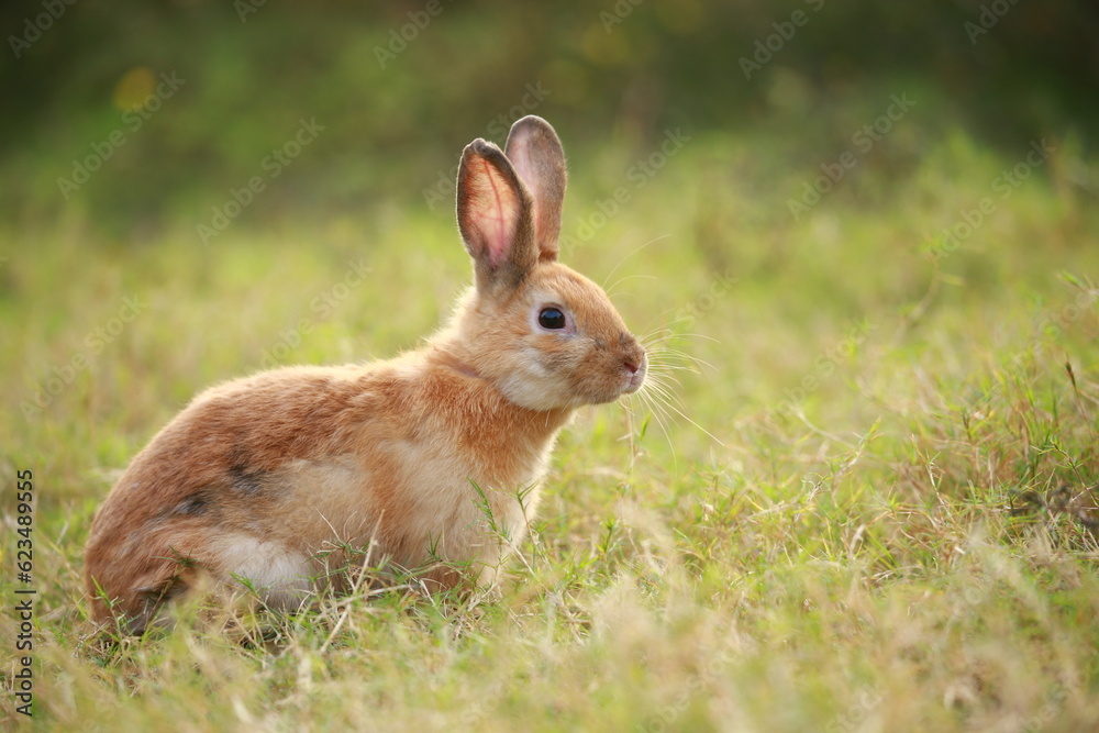 Fototapeta premium Adult rabbit in green field in spring. Lovely bunny has fun in fresh garden. Adorable rabbit plays and is relax in nature green grass.